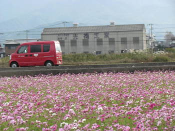 車と　コスモス　　旧神前町　野間