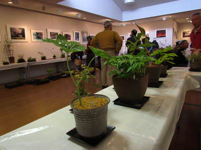 山野草と風景写真展　　21世紀館さんがわ　　さぬき市