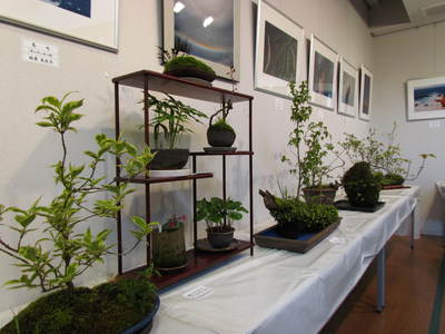 山野草と風景写真展　　21世紀館さんがわ　　さぬき市