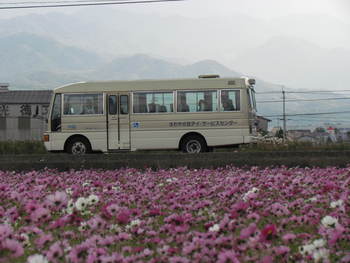 車と　コスモス　　旧神前町　野間