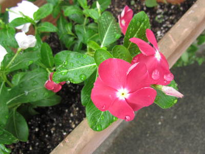 雨が降って　蘇った花・・自宅