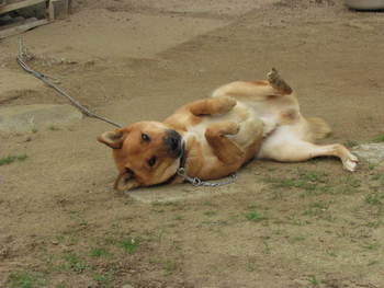 であった犬　