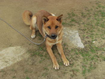 であった犬　