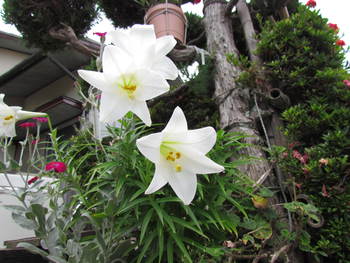 夏にも咲いている花