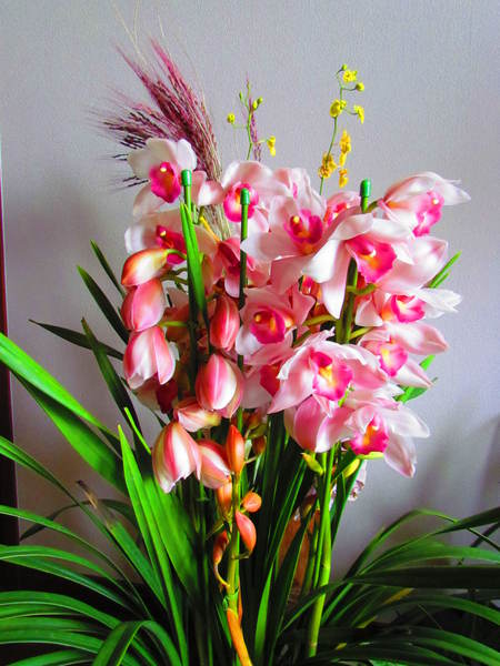ヒヤシンス　花　花　　　　　自宅