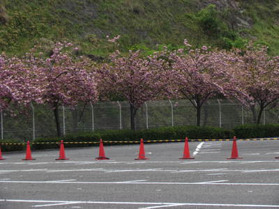 八重桜　・ショッピング会　　志度セシール・・さぬき市
