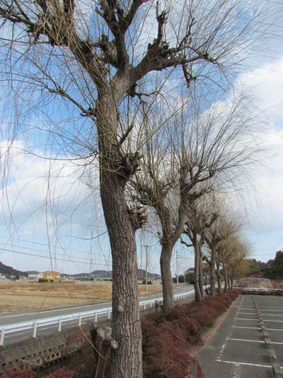 古民家　冬越しの木　　　