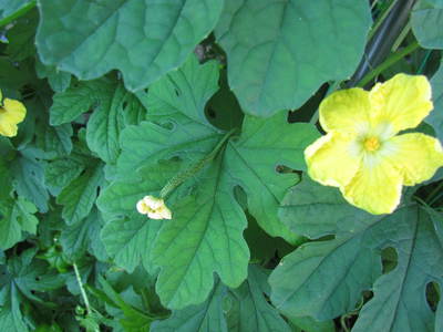 早朝の花達　　長尾東地区にて