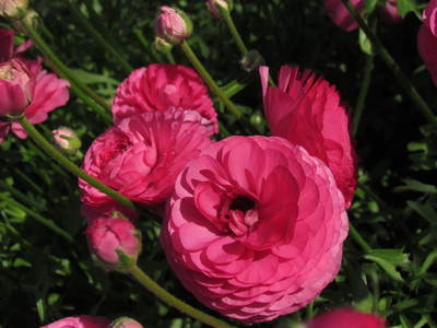 温室の花　　県営園芸センター