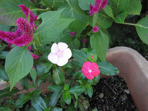 庭の花達　(シュウメイギク他）　　　　　自宅