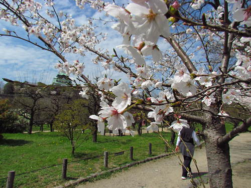 お花見　　・・大阪城公園にて