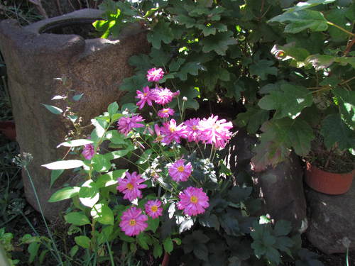 庭の花達　(シュウメイギク他）　　　　　自宅