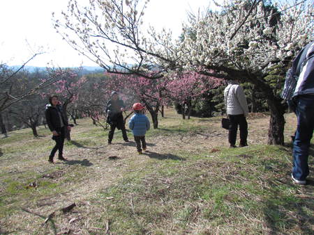 公渕公園の　梅の花　　　　　　うどん県緑化センター