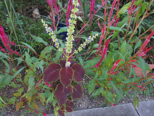 庭の花達　(シュウメイギク他）　　　　　自宅