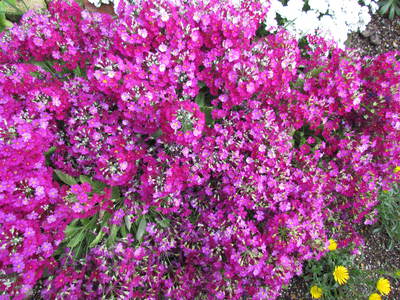 花　　はな　　　　　ご近所のプランターから
