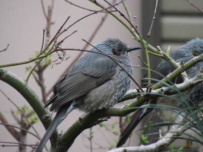 毎日来る　野鳥　です　　　自宅庭