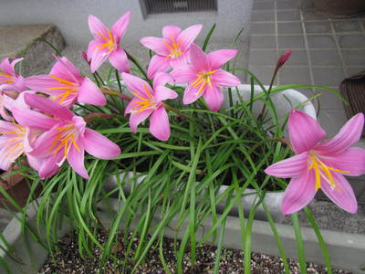 庭の花達　（雨の降る前）　自宅にて