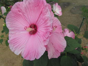 ２０ｃｍ超える芙蓉？でしょうか・・綺麗です・・さぬき市