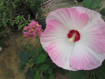２０ｃｍ超える芙蓉？でしょうか・・綺麗です・・さぬき市