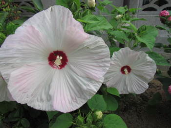 ２０ｃｍ超える芙蓉？でしょうか・・綺麗です・・さぬき市
