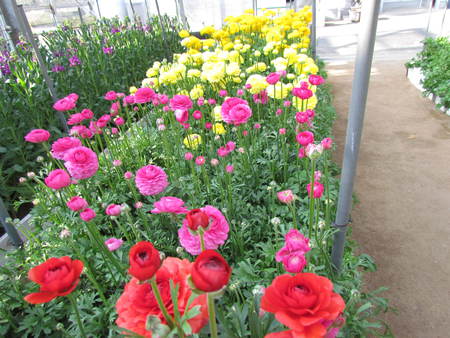 花花花　　　ラナンキュラス　　うどん県　県園芸センター