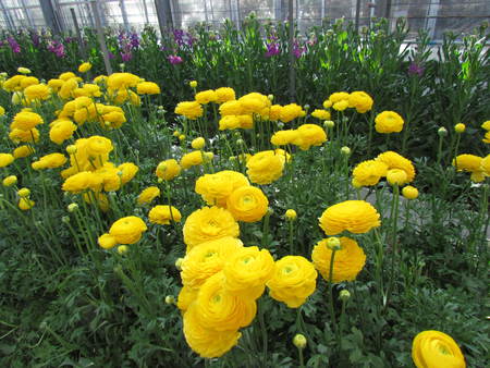花花花　　　ラナンキュラス　　うどん県　県園芸センター