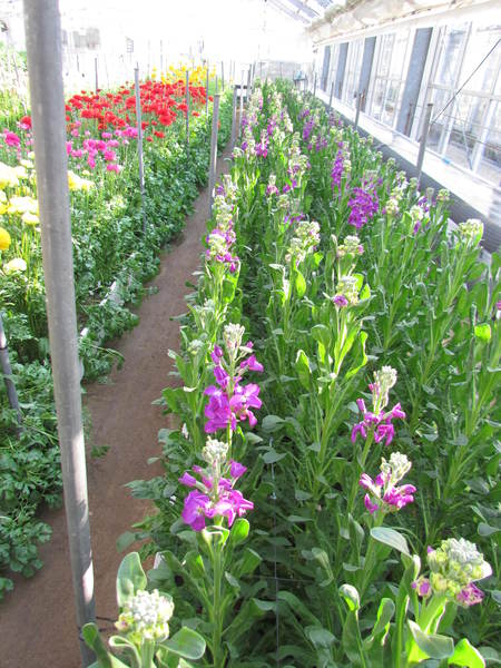 花　花　ストックの花　　温室は花盛り　　　うどん県園芸センター