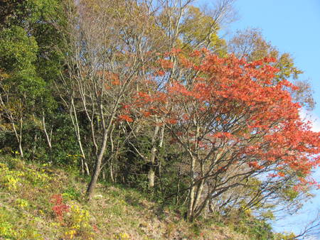 秋を求めて　カメラを持って　　うどん県さぬき市