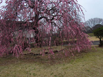 しだれ梅　二本　と　ミモザ　　県園芸センター(高松飛行場北）