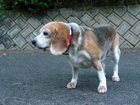 であった犬　　ビーグル