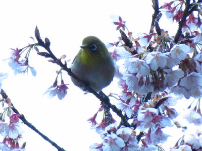 メジロ＆桜の写真　　綾川町にて