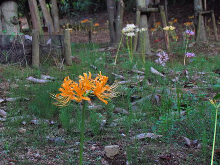彼岸花が満開　　　みろく公園