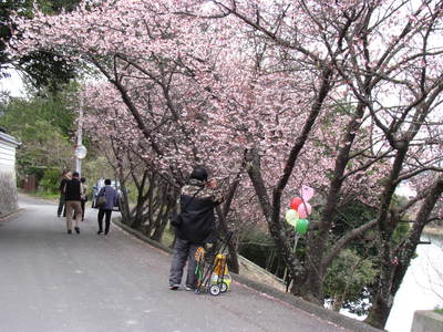 メジロが群がる緋寒桜の下でブロガーのポンタさんに出会った　　綾川町にて