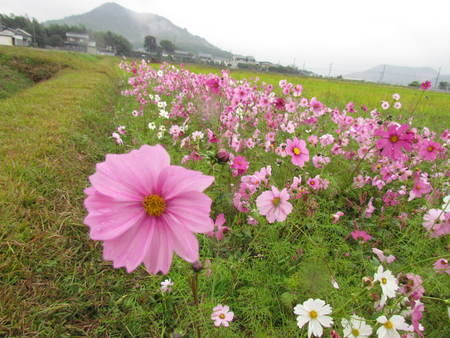 雨の中の造田　野間　こすもす畑