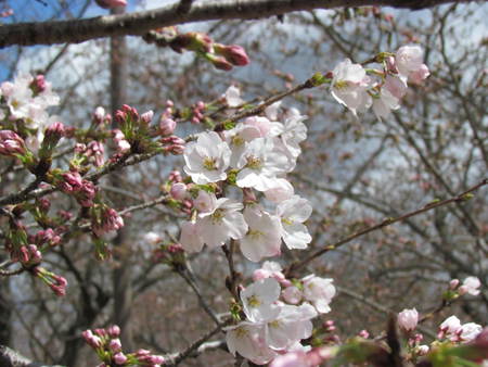 再度　　亀鶴公園　　　半分の桜の樹が５輪以上開花