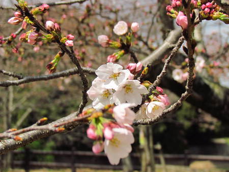 再度　　亀鶴公園　　　半分の桜の樹が５輪以上開花