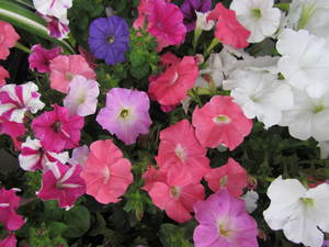 花　　花シリーズ　　散歩中