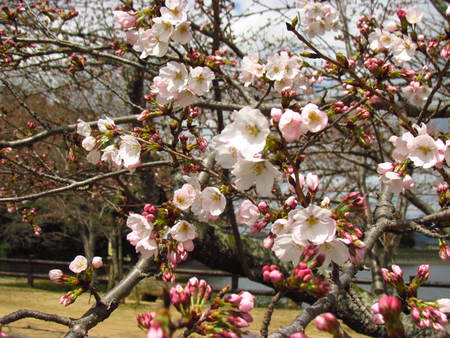 再度　　亀鶴公園　　　半分の桜の樹が５輪以上開花