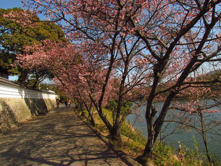 さくらが咲いている！　緋寒桜　　　　　　綾歌町福成寺　