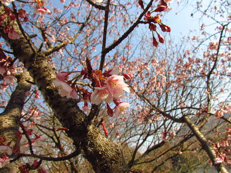 さくらが咲いている！　緋寒桜　　　　　　綾歌町福成寺　