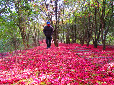 昨年の　みろく公園の花達　　