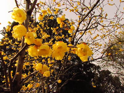 昨年の　みろく公園の花達　　