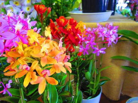 花屋さんの花