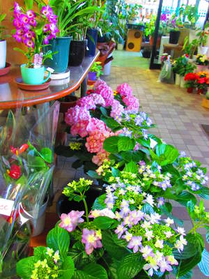 花屋さんの花