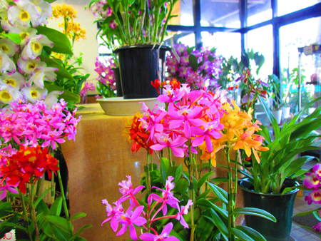 花屋さんの花