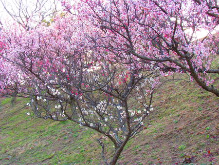 梅の花　　　　　　　　　長尾　砦の丘の東斜面