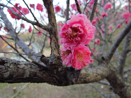 梅の花　　　　　　　　　長尾　砦の丘の東斜面