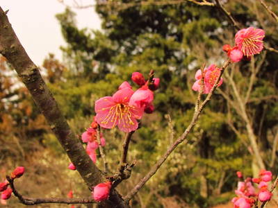 昨年の　みろく公園の花達　　