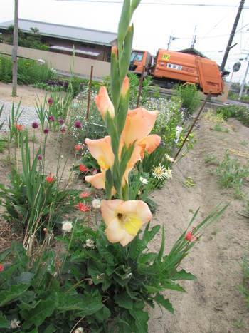 夏の花が咲いてきて　　
