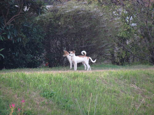 であった犬　　　